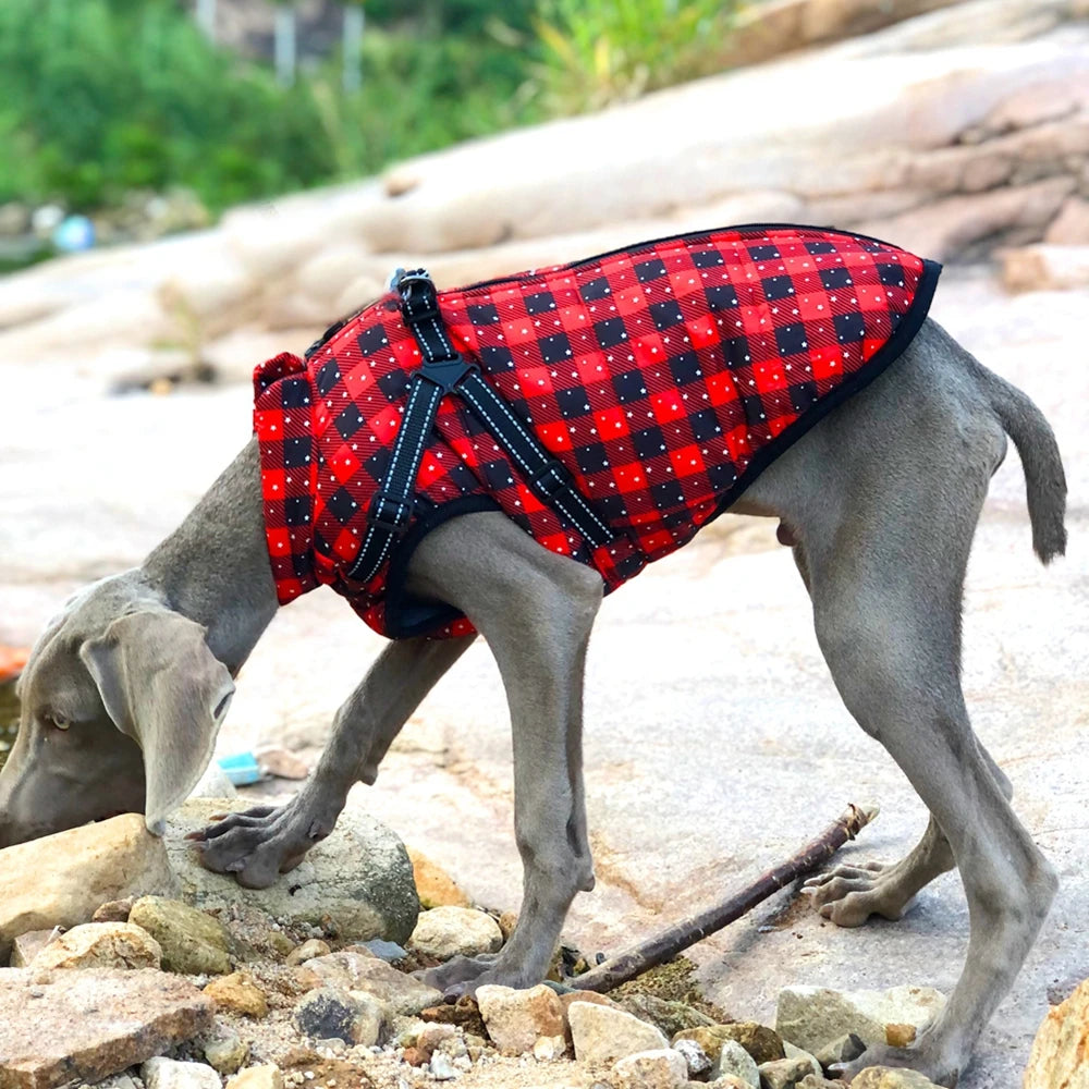 Hundjacka med sele – vinter & regn