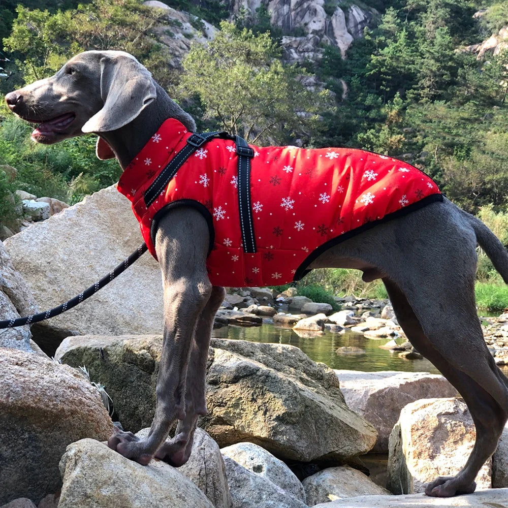 Hundjacka med sele – vinter & regn